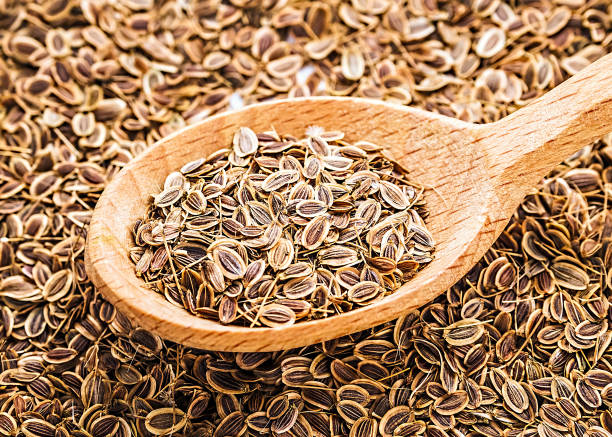 background of dried dill seeds. dill weed in wooden spoon. healthy food.